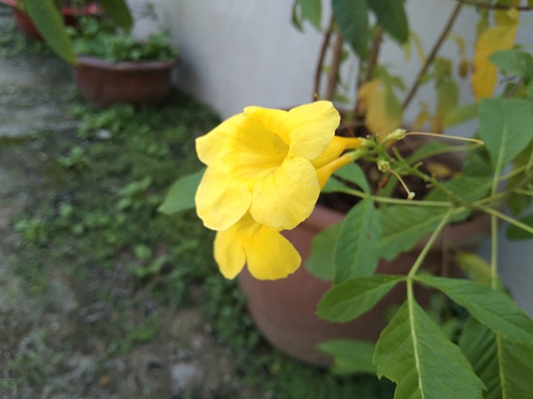 Đánh giá Vivo Y11: Đối thủ xứng tầm của Redmi 8